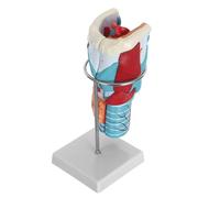 WEKADRIN 2X Enlarged Human Throat Anatomy Model 3D Teaching Tool with Throat Muscles, Laryngeal Cartilage and Blood Vessels for Study and Classroom Use