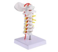 WEKADRIN Anatomical PVC Cervical Spine Model Carotid and Posterior Occipital Bone, Intervertebral Disc and Nerve Structure, Biology Teaching Model for Medical Education