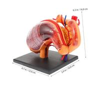WEKADRIN Biological Stomach Anatomical Model Lightweight Teaching Equipment for School Education Portable Human Anatomy Model Demonstrating Realistic Stomach Structure Safe and Learning