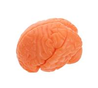 WEKADRIN Human Brain Anatomy Model Detachable Part Realistic Brain Structure Display for Physiology Study Teaching Tool Coffee Color