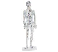 WEKADRIN Male Acupuncture Model with Accurate Meridian Points Human Acupoint Mannequin for Traditional Chinese Medicine Teaching Clinical Use and Health Management