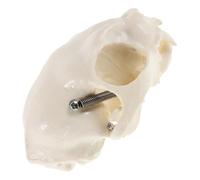 WEKADRIN Realistic Cat Skull Model with Anatomical Guide Detailed Feline Skeleton for Teaching and Research Portable Educational Prop for Halloween Decor and Fish Tank Landscape
