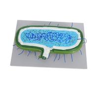 WEKADRIN Realistic Enlarged Cell Nucleus Model Kit with Organelles Biology Teaching Aid for Classroom Demonstrations and Science Education Supplies