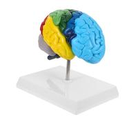 WEKADRIN Scale Right Hemisphere Human Brain Model for Neuroscience Teaching Anatomical Science Tool for Classroom Medical Anatomy Display
