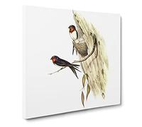 Welcome Swallows Bird by Elizabeth Gould Canvas Print | Gallery Wrapped 30mm Frame Wall Art | 20x20 inches | Ready to Hang | Retro Animals Picture | Living Room Bedroom Lounge Office