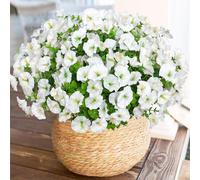 Weldomcor 10 Bundles Artificial Flowers Outdoor UV Resistant Fake Silk Flowers Artificial Morning Glory Shrubs Greenery Faux Plants for Hanging Planter Home Garden Porch Window Box Decor (White)