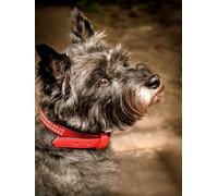 WELIWE Cross-Stitch Kits for Adults Beginners 11CT Stamped Embroidery Kits Cairn Terrier DIY Pre-Printed Canvas Art Home Decoration 40x50 cm