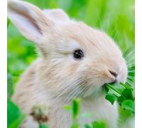 Welldales 100 Complete Mix Rabbit Food Seeds UK Native Grass Mix Grow Your Own Animal Food