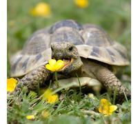Welldales 100 Complete Mix Tortoise Food Seeds UK Native Plants Grow Your Own Reptile Food