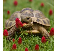 Welldales 100 Crimson Clover Tortoise Food Seeds UK Native Plants Grow Reptile Food Weeds