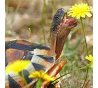 Welldales 100 Gourmet Clover Mix Tortoise Food Seeds UK Native Reptile Safe Plants to Grow
