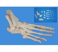 Wellden Medical Anatomical Foot Skeleton Model,disarticulated and Assembled by Magnets, Life Size