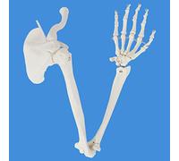 Wellden Product Anatomical Human Upper Limb Skeleton Model, Life Size