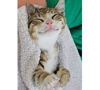 WellMadeFairTrade Pet Pain Relief Oil Natural Pure Oil Dog Cat Horse Pony (Cat, 500ml)