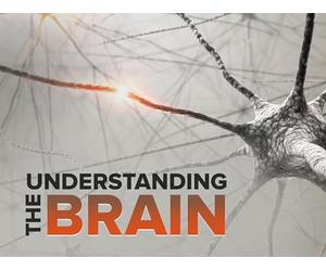 Wellness and the Brain-Effects of Stress