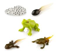 wellrun 5Pcs Frog Life Cycle Figures,Realistic Plastic Frog Growth Cycle Model for Educational Display,Science Classroom Teaching Aid,Micro Landscape Decor,Bonsai Pot Decoration