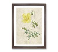 Welse Poppy In Yellow By Pierre Joseph Redoute Vintage Framed Print | A4 Walnut Framed Wall Art | Ready to Hang | Classic Floral Picture | Living Room Bedroom Lounge Office