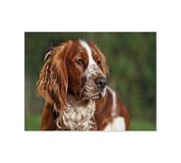 Welsh Springer Spaniel，1000 Pieces Jigsaw Puzzles for Adults and Teens and Kids Family Happy Gift Idea（75x50cm）-P64