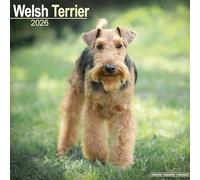 Welsh Terrier 2026 Calendar | Square Wall Calendar | Dog Breed Gift | Plastic Free Packaging | by Avonside Publishing