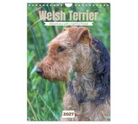Welsh Terrier - Adventures with a Faithful Friend (Wall Calendar 2027 DIN A4 portrait), CALVENDO 12 Month Wall Calendar: Small dog with a big personality and endless love.
