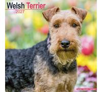 Welsh Terrier Calendar 2027, Wall Calendars, Month To View, Dogs, Gift