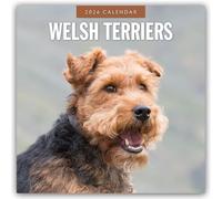 Welsh Terriers 2026 Square Wall Calendar