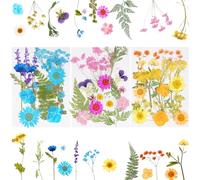 Werownsgso Dried Flowers, Mixed Multiple Pressed Flowers, Small Dried Flowers, Natural Dried Flowers Pressed Set for DIY Crafts Candles, Resin Jewellery, Nail Pendants, Handmade Home Decoration