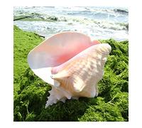 WERWER 18-20CM Natural Conch Sea Shell Rouge Conch Shell Large Queen Conch Shell for Home Decor Beach Decorations Collectibles DIY Gift