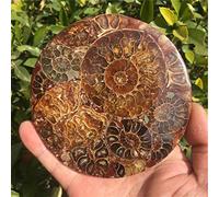 WERWER Natural Quartz Ammonite Disc Fossil Conch Specimen Home Decoration (Color : Light Green)