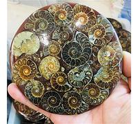 WERWER Natural Quartz Ammonite Disc Fossil Conch Specimen Home Decoration (Color : Light Grey)