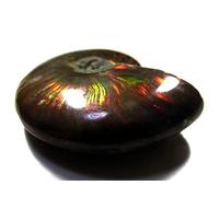 WERWER RARE Iridescent AMMONITE AMMOLITE SHELL GEM FOSSIL SPECIMEN Home Decoration