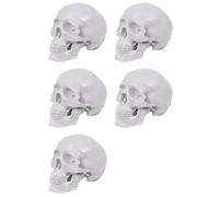 Wesafrae 5X Mini Human Skull Model, 3 Parts Anatomical Skull Model with Removable Skull Cap and Articulated Mandible