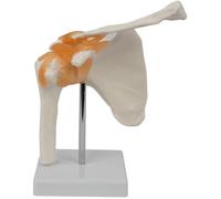Wesafrae Human Shoulder Joint Model Human Shoulder Ligament Anatomy Shoulder Joint Educational Tool