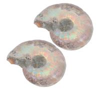WESIEVYA 2pcs Educational Ammonite Model Specimen Sliced Samples Organic Shapes, Natural Mineral Material for Home and Present Use, Scientific for Learning and Decoration