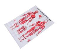 WESIEVYA Muscular System Chart Wall Hanging Poster for Classroom and Laboratory, Easy to Read Cloth Material Body Skeleton Poster, Practical Anatomy Educational Tool for Students