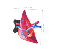WESIEVYA Realistic Halloween Heart Costume for Educational Anatomy Outfit with Easy-clean Fabric Striking Love Organ Design for Party Stage Performance and Role Play