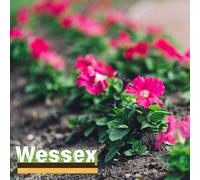 Wessex® Wessex Ericaceous Soil, Premium Acidic Compost For Azaleas, Rhododendrons & Blueberries Bulk Bag (Approx 850Kg)