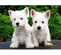 West Highland Terrier Birthday Card