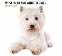 West Highland White 2026 Modern Calendar