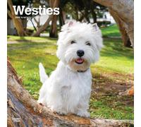 West Highland White Terriers 2025 12 X 24 Inch Monthly Square Wall Calendar Plastic-Free