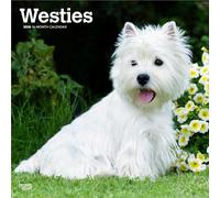 West Highland White Terriers - Westhighland White Terrier - Westies 2026 - 16-Monatskalender: Original BrownTrout-Kalender [Mehrsprachig] [Kalender]