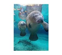 West Indian Manatees Printed Wooden Puzzle 500 Piece, Cute Puzzle Game in Plastic Box for Family Entertainment and Brain Training Gifts