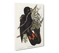 Western Black Cockatoos By Elizabeth Gould Canvas Print | Gallery Wrapped 30mm Frame Wall Art | 30x20 inches | Ready to Hang | Retro Picture | Living Room Bedroom Lounge Office