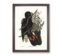 Western Black Cockatoos By Elizabeth Gould Vintage Framed Wall Art Print, Ready to Hang Picture for Living Room Bedroom Home Office Décor, Walnut A3 (34 x 46 cm)