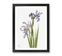 Western Blue Flag Flowers By Mary Vaux Walcott Vintage Framed Print | A2 Black Framed Wall Art | Ready to Hang | Classic Flag Picture | Living Room Bedroom Lounge Office