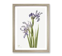 Western Blue Flag Flowers By Mary Vaux Walcott Vintage Framed Print | A4 Oak Framed Wall Art | Ready to Hang | Classic Flag Picture | Living Room Bedroom Lounge Office