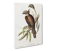 Western Brown Hawk Birds By Elizabeth Gould Canvas Print | Gallery Wrapped 30mm Frame Wall Art | 30x20 inches | Ready to Hang | Retro Animals Picture | Living Room Bedroom Lounge Office