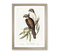 Western Brown Hawk Birds By Elizabeth Gould Vintage Framed Print | A2 Oak Framed Wall Art | Ready to Hang | Classic Nature Picture | Living Room Bedroom Lounge Office