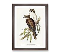 Western Brown Hawk Birds By Elizabeth Gould Vintage Framed Print | A2 Walnut Framed Wall Art | Ready to Hang | Classic Nature Picture | Living Room Bedroom Lounge Office