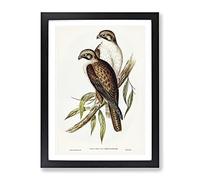 Western Brown Hawk Birds By Elizabeth Gould Vintage Framed Print | A3 Black Framed Wall Art | Ready to Hang | Classic Nature Picture | Living Room Bedroom Lounge Office